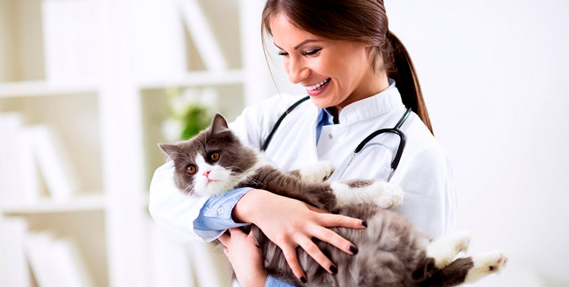 Купить диплом ветеринара Купить диплом ветеринара